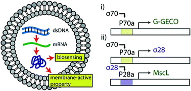 Cell-sized mechanosensitive and biosensing compartment programmed with DNA