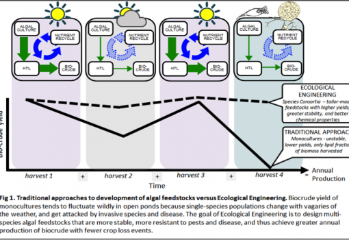 Traditional approaches to development of algal feedstocks versus Ecological Engineering