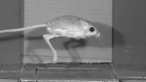 In order to study a jerboa’s gait, the researchers had the rodent run laps around a track with a strategically placed high-speed camera and force plate. Credit: Talia Moore