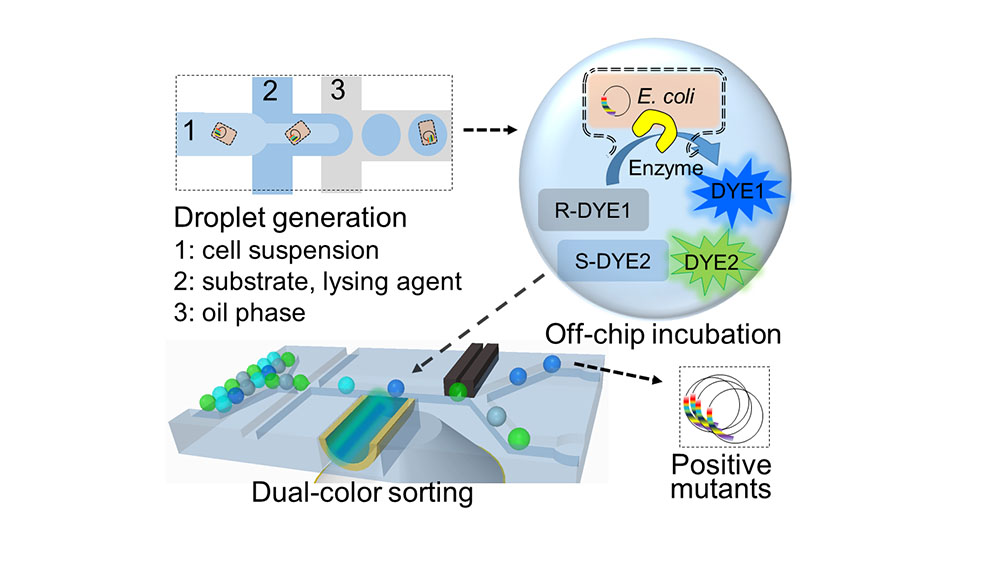 Dual-channel microﬂuidic droplet screening device to encapsulate mutant enzyme-expressing single cells in water-in-oil droplets with two ﬂuorogenic substrates and lysis buffer