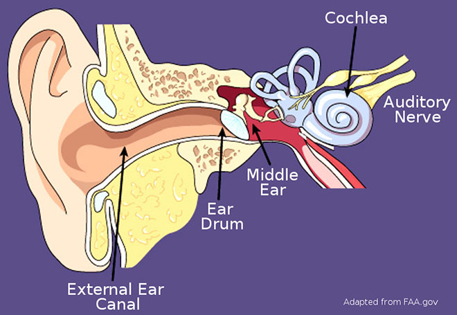 earDiagram