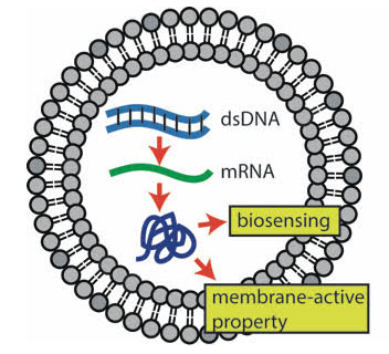 Cell-sized Mechanosensitive and Biosensing Compartment Programmed with DNA
