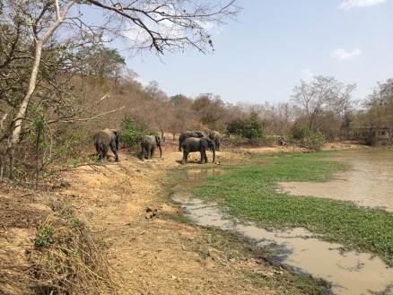 three elephants on the shore