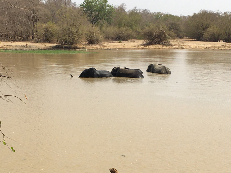 The elephants in the lake.