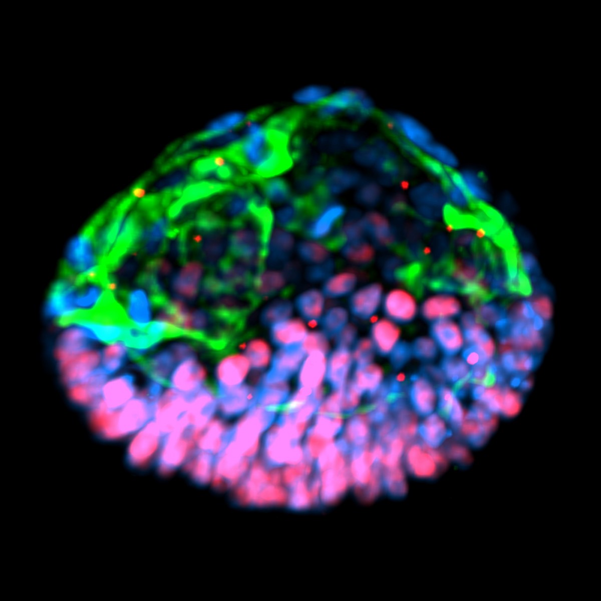 An embryoid created from stem cells shares