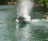 Dolphin splashing in water as it takes off from swimming dock