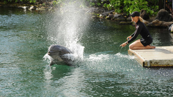 Dolphin splashing in water as it takes off from swimming dock